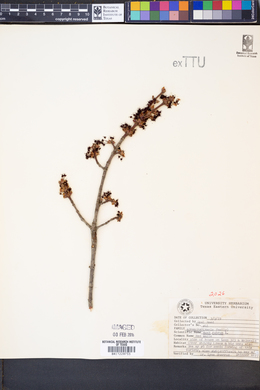 Acer rubrum image