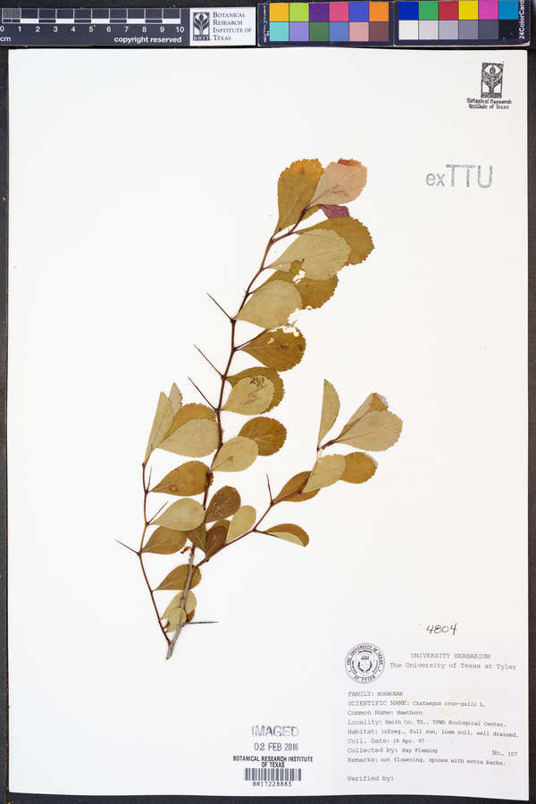 Crataegus crus-galli image