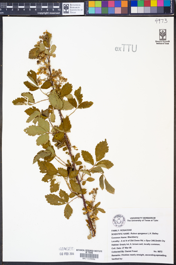 Rubus apogaeus image