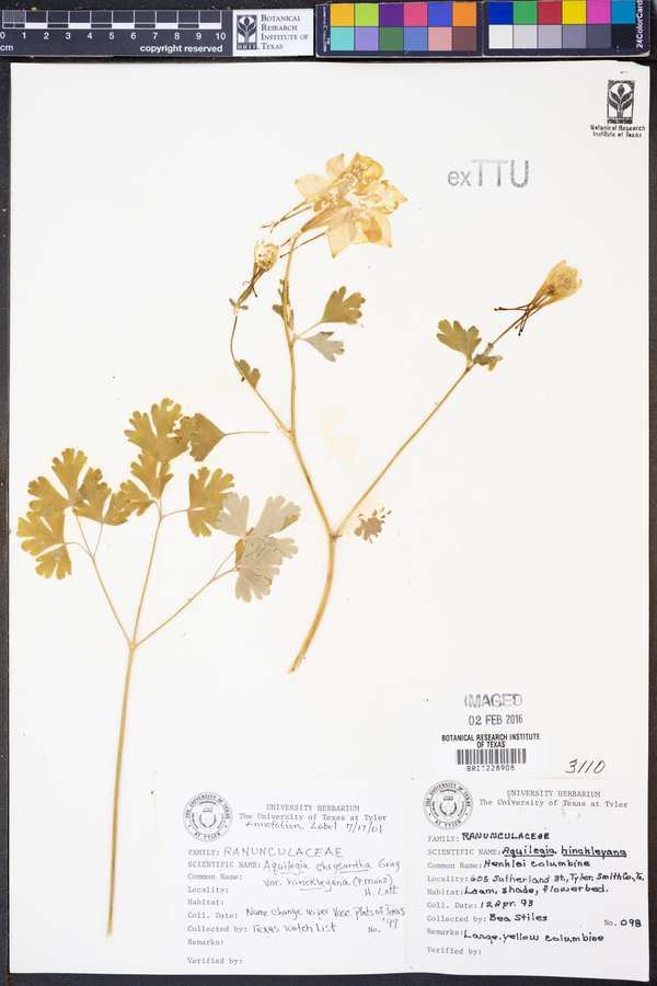 Aquilegia chrysantha var. hinckleyana image
