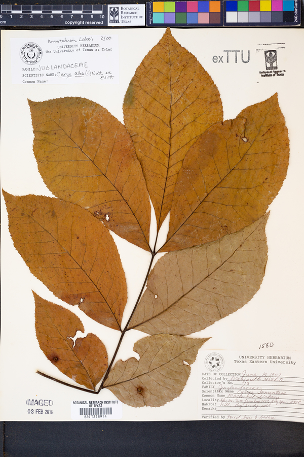 Carya alba image