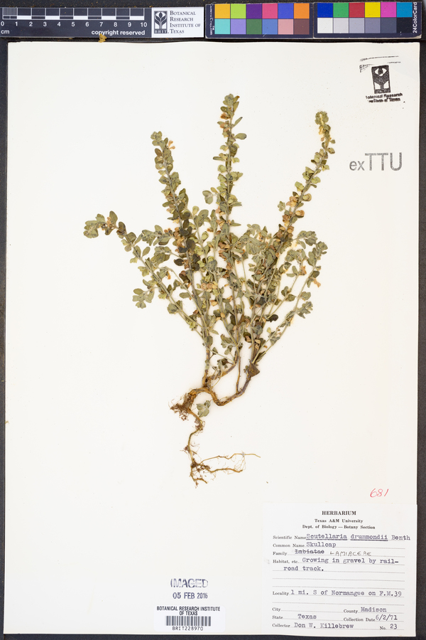 Scutellaria drummondii image