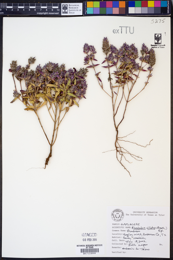 Rhododon ciliatus image