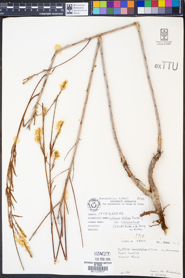 Lythrum alatum var. lanceolatum image