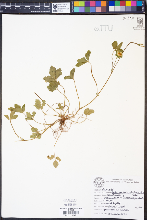 Duchesnea indica image