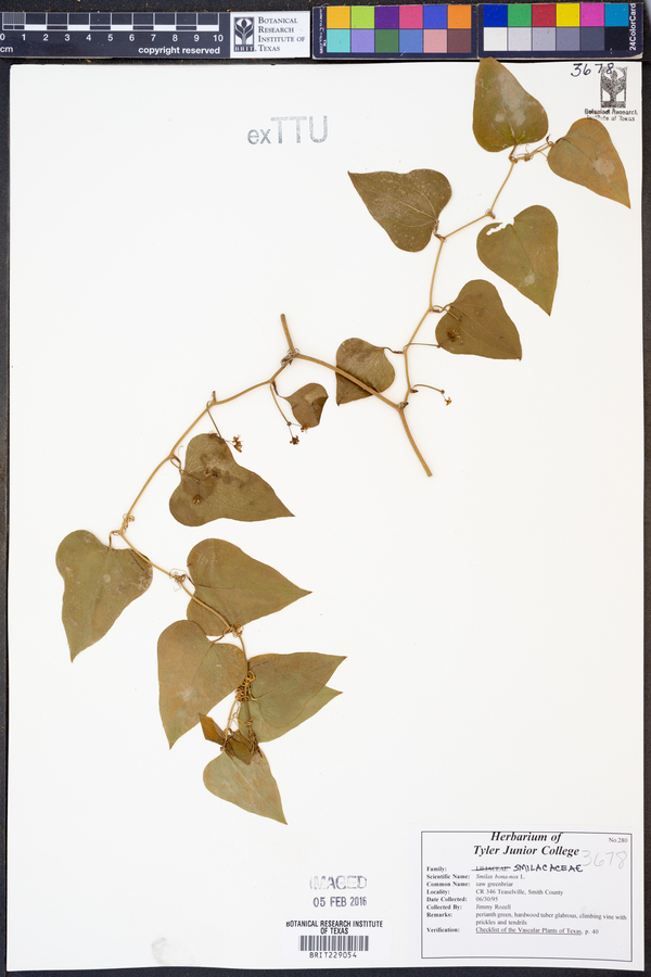 Smilax bona-nox image