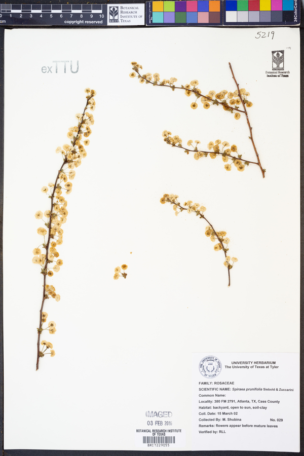 Spiraea prunifolia image