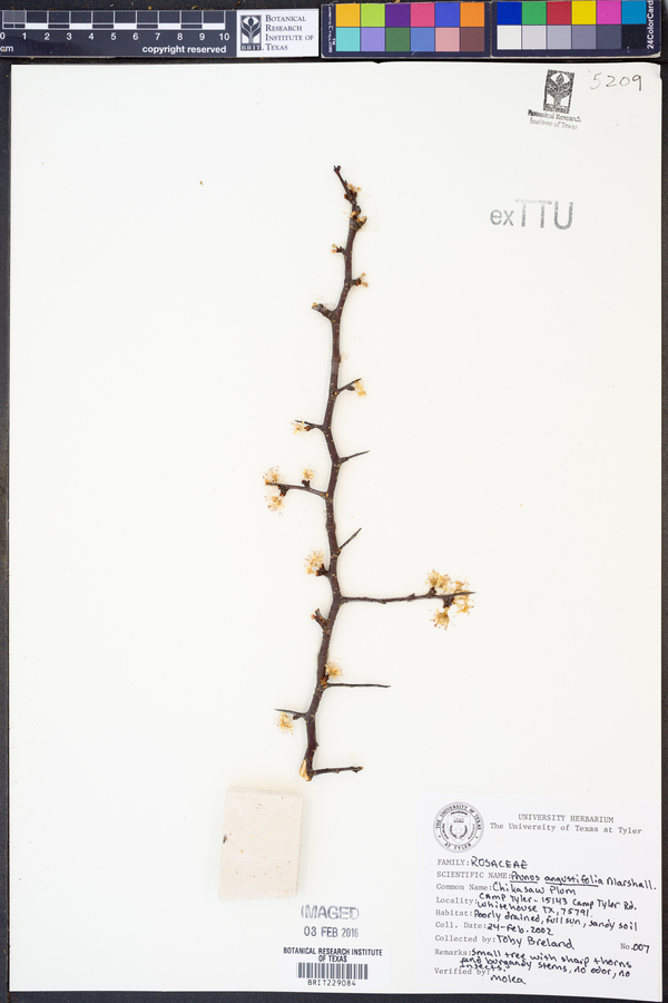 Prunus angustifolia image