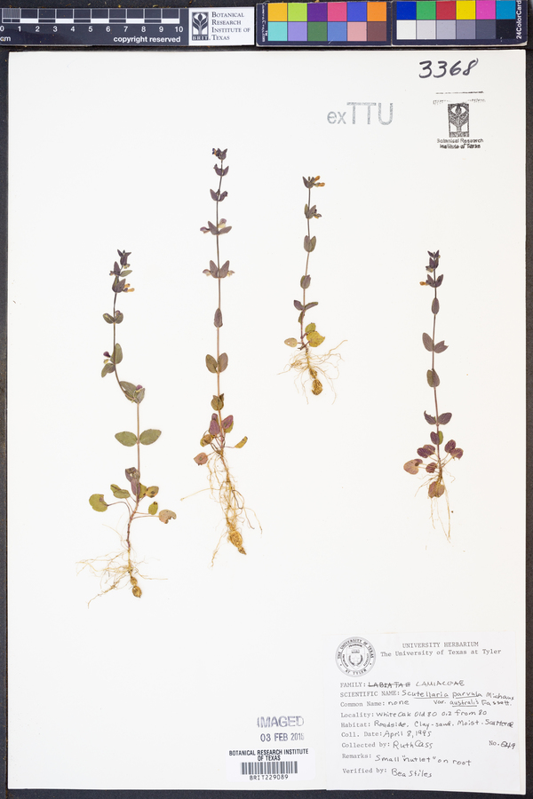 Scutellaria parvula var. australis image