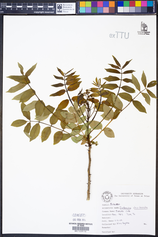 Zanthoxylum clava-herculis image