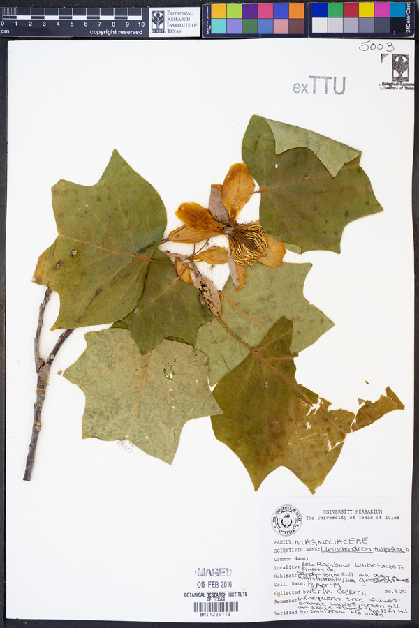 Liriodendron tulipifera image