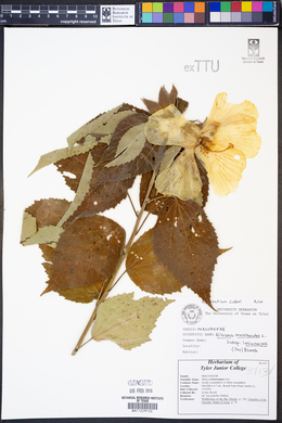 Hibiscus lasiocarpos image