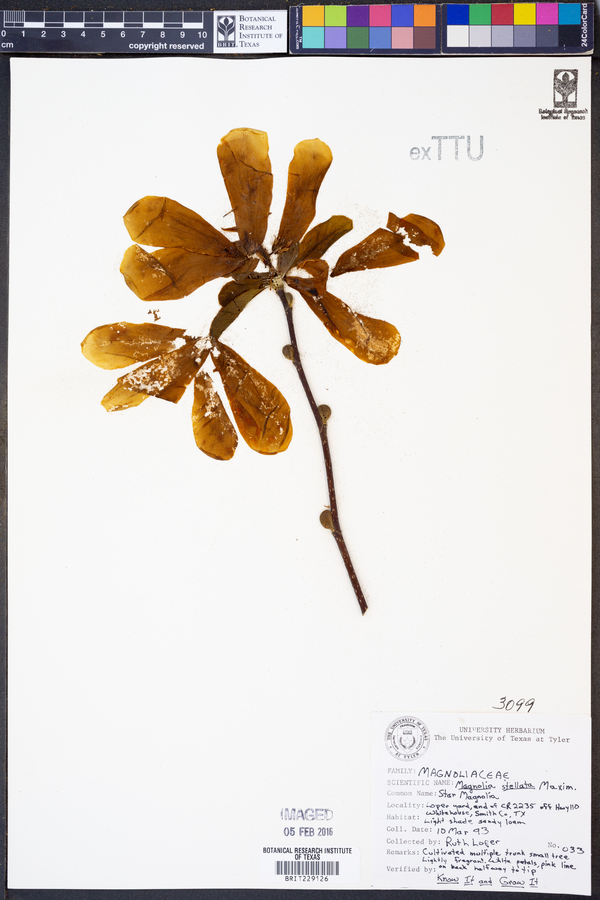 Magnolia stellata image