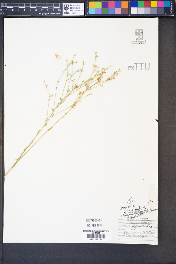 Linum medium var. texanum image