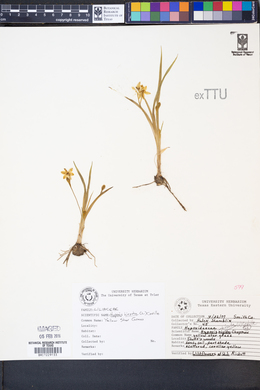 Hypoxis hirsuta image