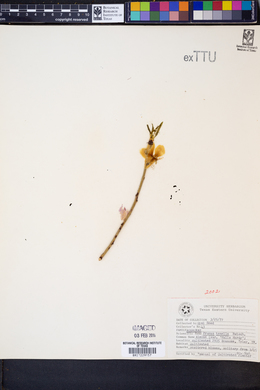 Image of Prunus tenella