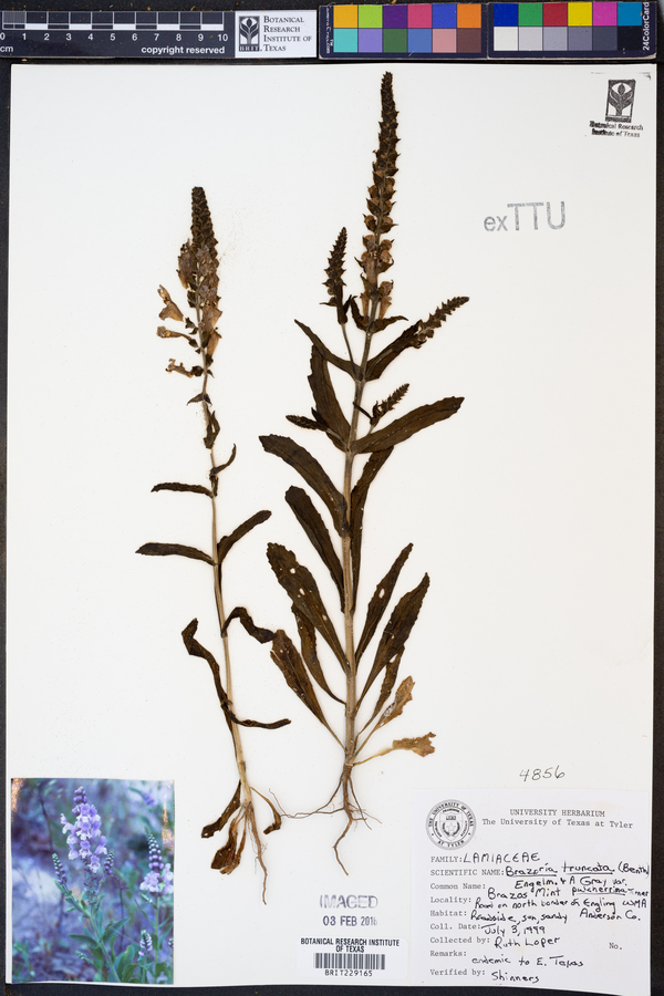 Brazoria truncata var. pulcherrima image