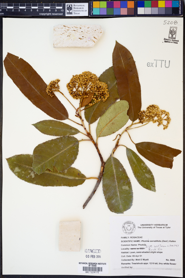 Photinia serratifolia image