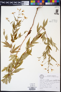 Porteranthus stipulatus image