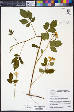 Rubus apogaeus image