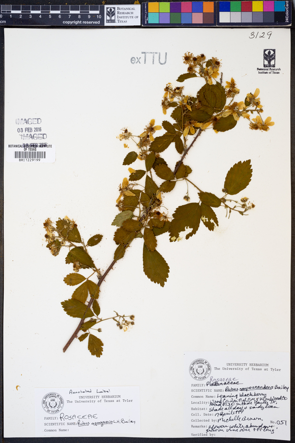 Rubus apogaeus image