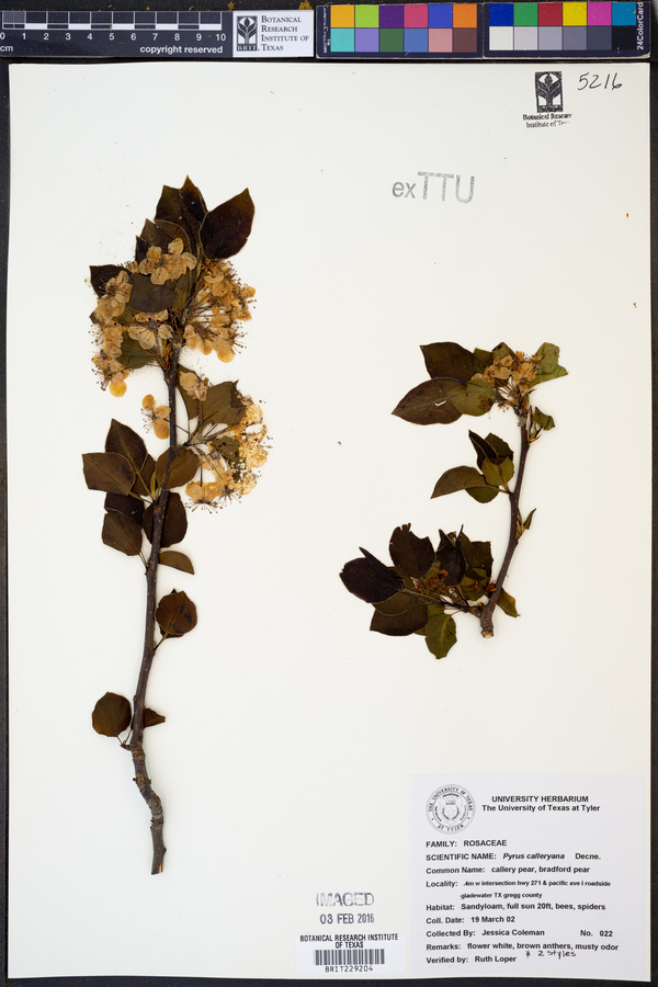 Pyrus calleryana image