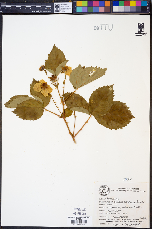 Rubus oklahomus image