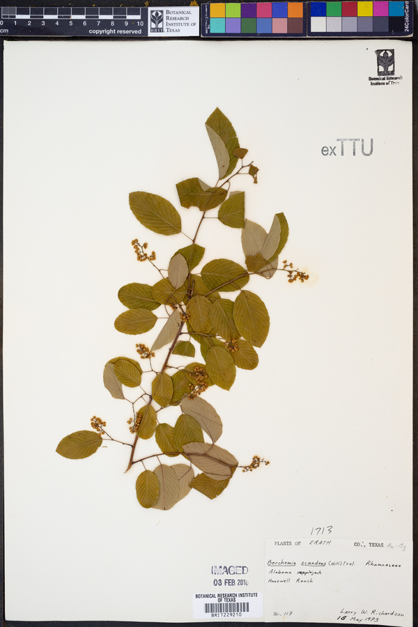 Berchemia scandens image