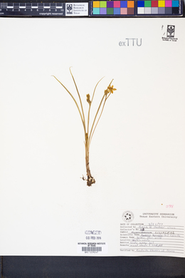 Hypoxis hirsuta image