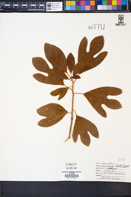 Sassafras albidum image