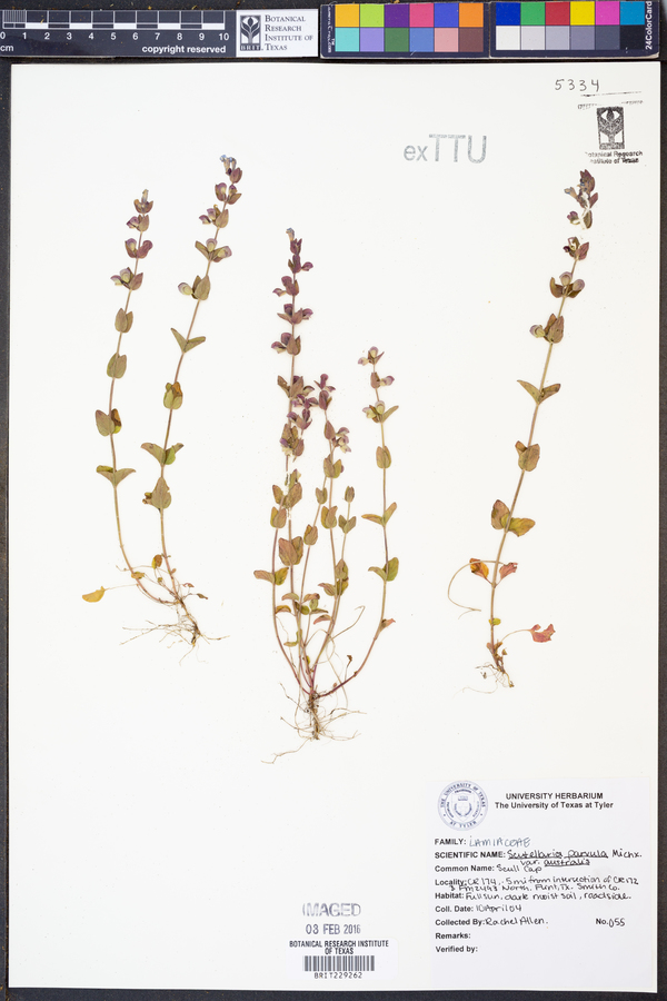 Scutellaria parvula var. australis image