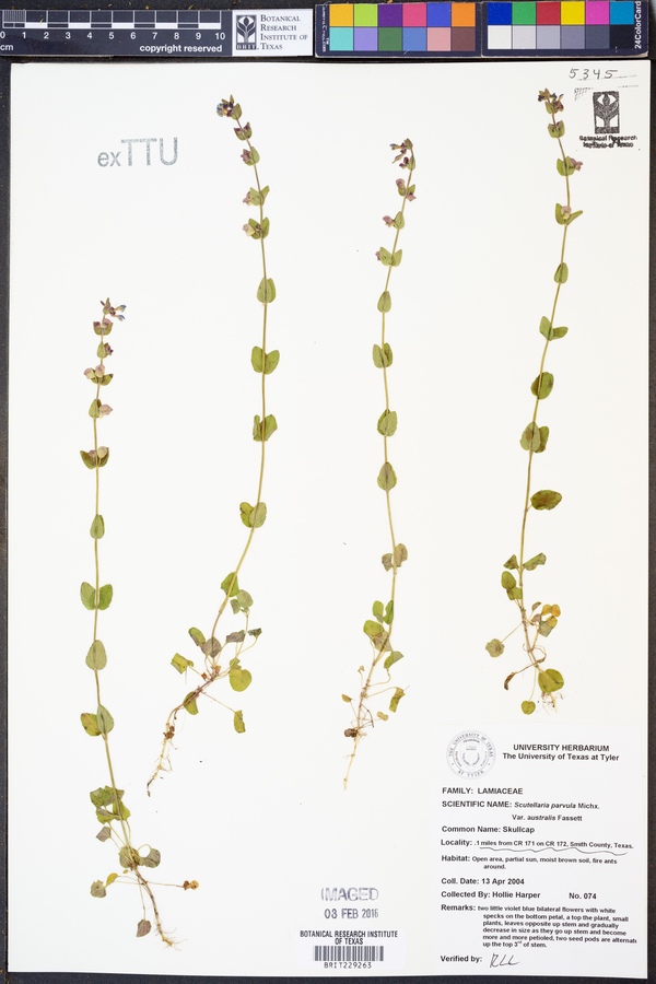 Scutellaria parvula var. australis image