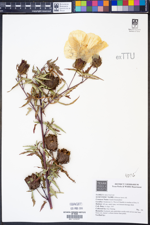 Hibiscus laevis image