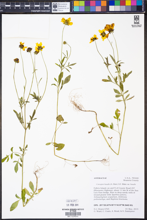 Coreopsis basalis image