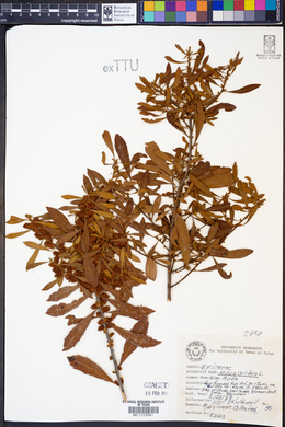 Myrica cerifera image