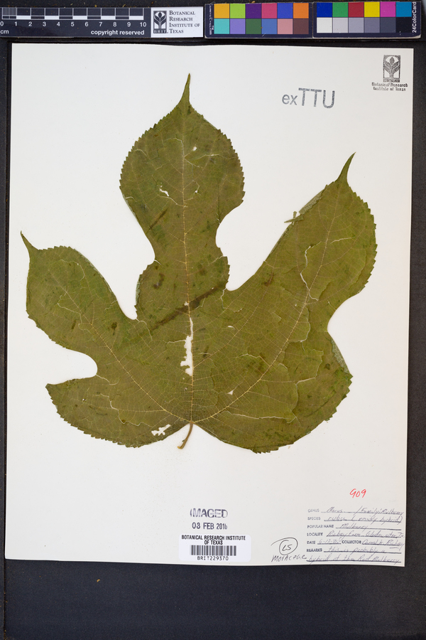 Morus rubra image