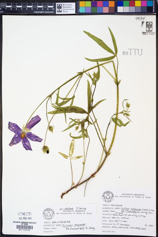 Callirhoe papaver image