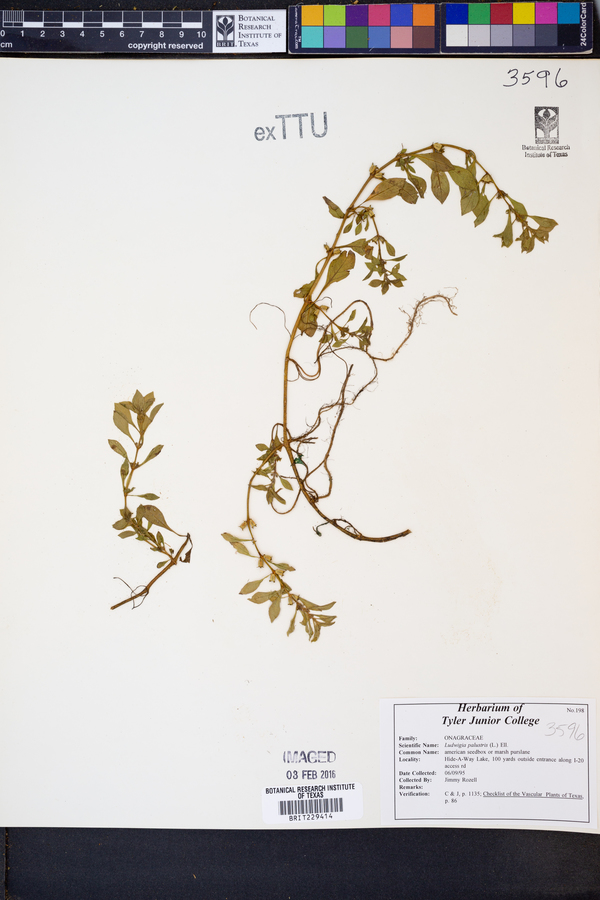 Ludwigia palustris image