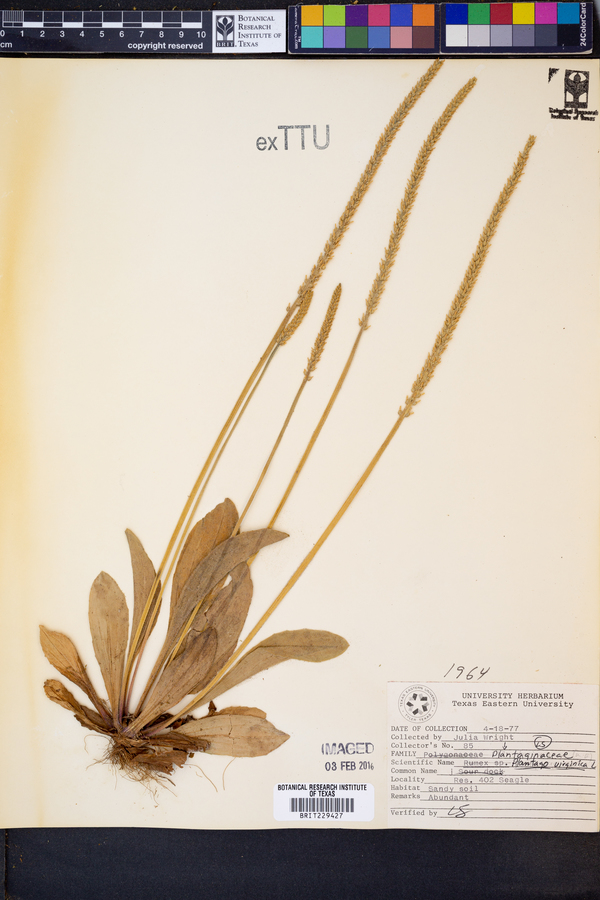 Plantago virginica image