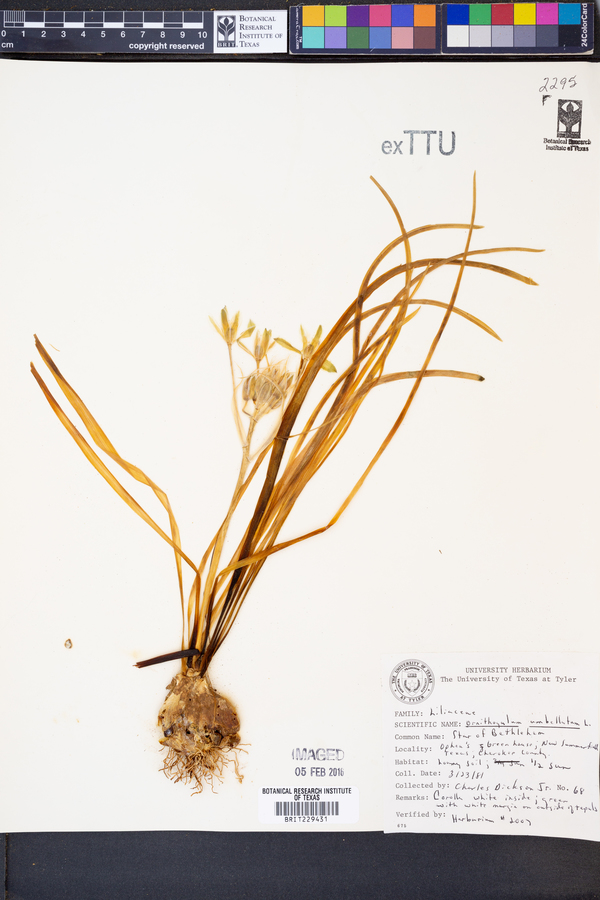 Ornithogalum umbellatum image