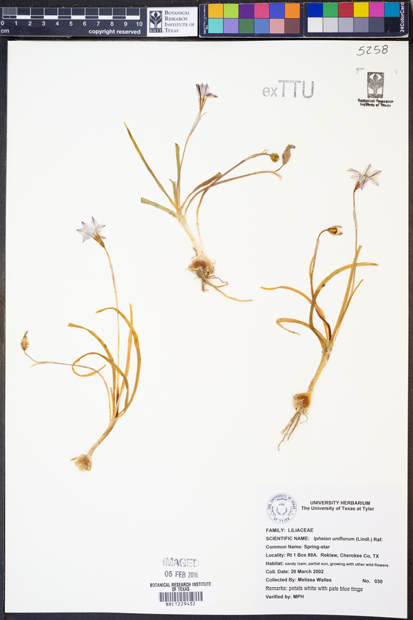 Ipheion uniflorum image