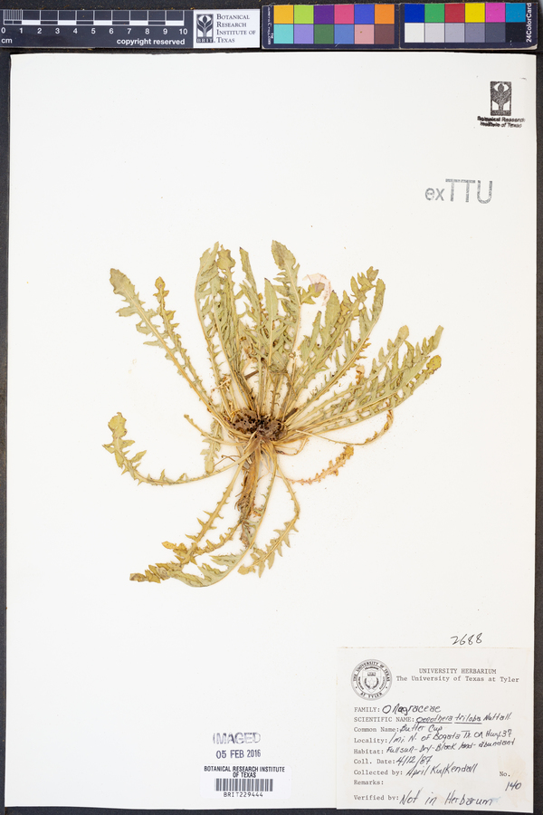 Oenothera triloba image