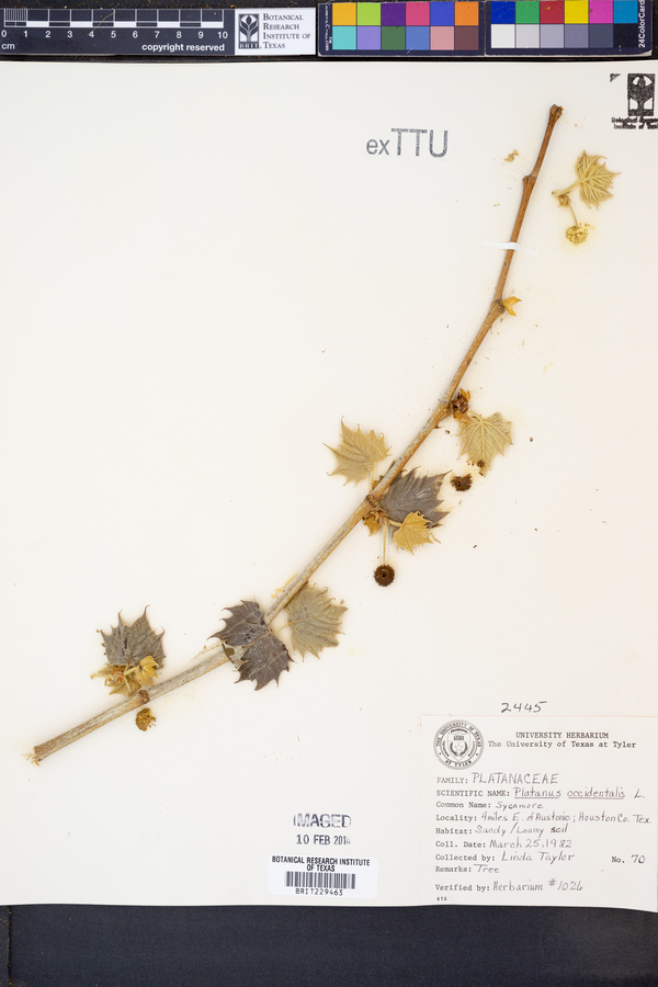 Platanus occidentalis image