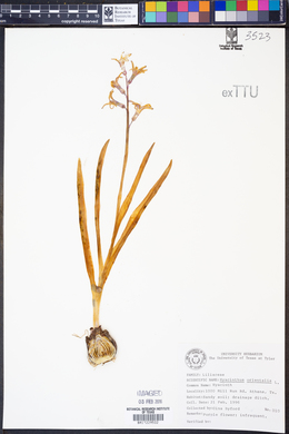 Image of Hyacinthus orientalis