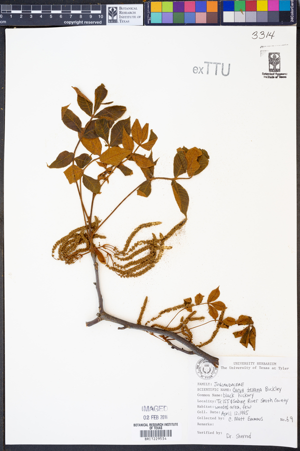 Carya texana image
