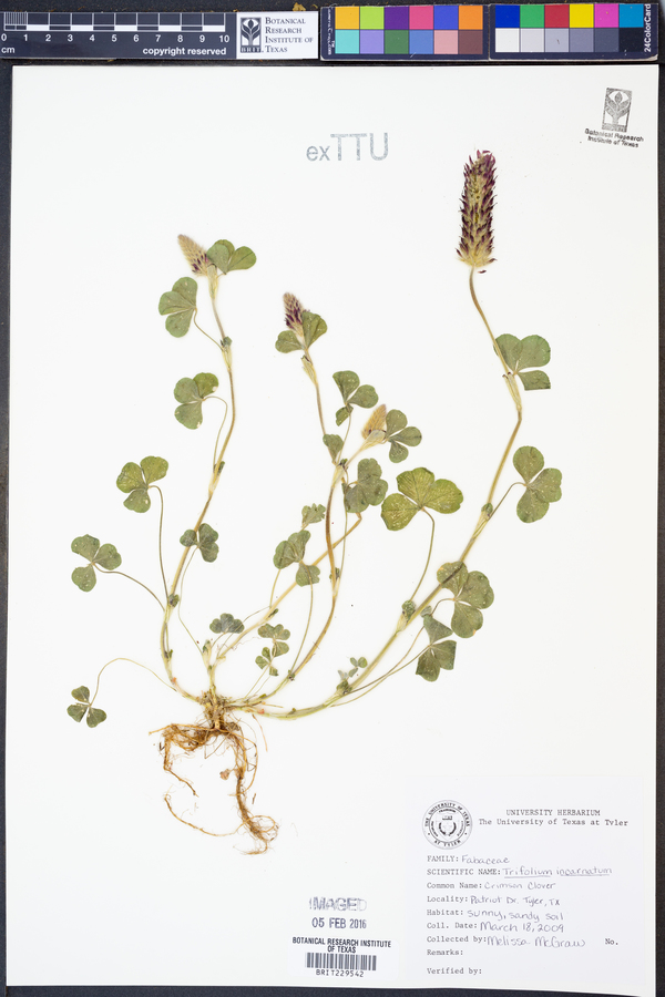 Trifolium incarnatum image