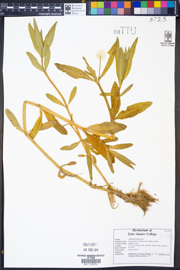 Alternanthera philoxeroides image
