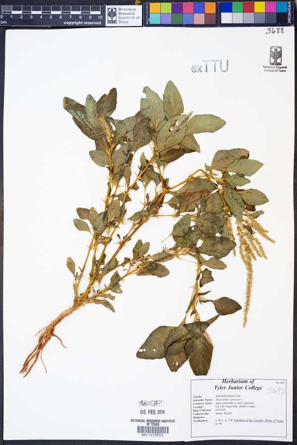 Amaranthus spinosus image