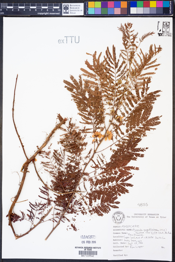 Acacia angustissima var. hirta image