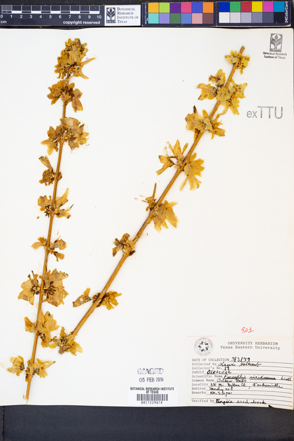 Forsythia image